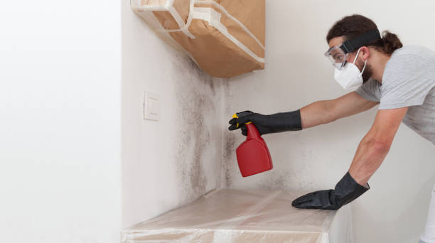 Professional Basement Mold Removal technician working in Princeton, NC