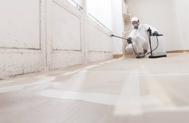 24/7 Emergency Basement Mold Removal experts in Princeton, NC