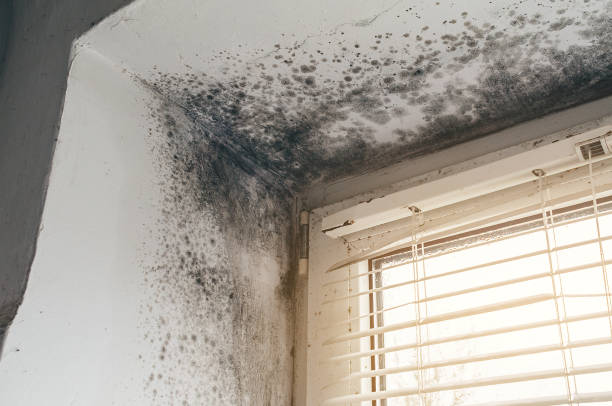 Affordable Basement Mold Removal solutions in Princeton, NC